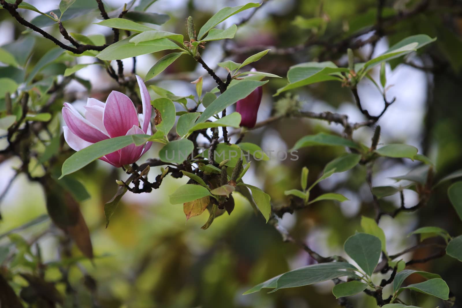 Pink white Magnolia flower on nature background in garden,Close up Magnolia flower with branch and leaf on blurry background