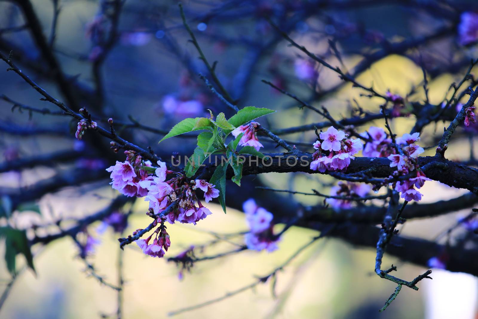 Cherry Blossom or Sakura flower on nature background in garden,Beautiful Cherry Blossom flower with branch and leaf,freshness flower concept love valentine