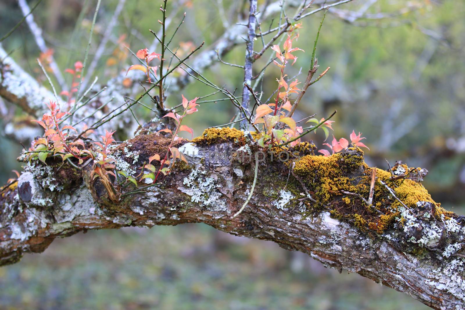 landscape with old Plum tree in winter,Close up Branch and leaf of old plum tree