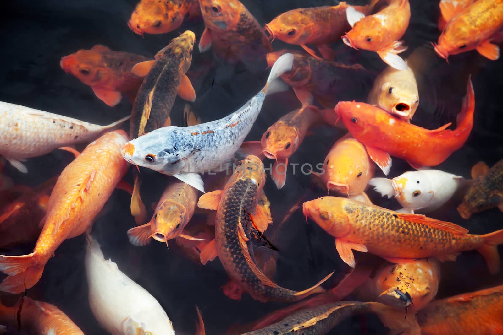 Many koi fish in a pond in Imperial City of Hue, Vietnam