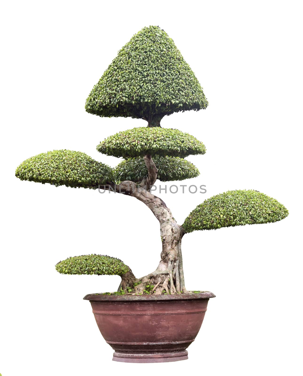 Chinese bonsai tree isolated over white background