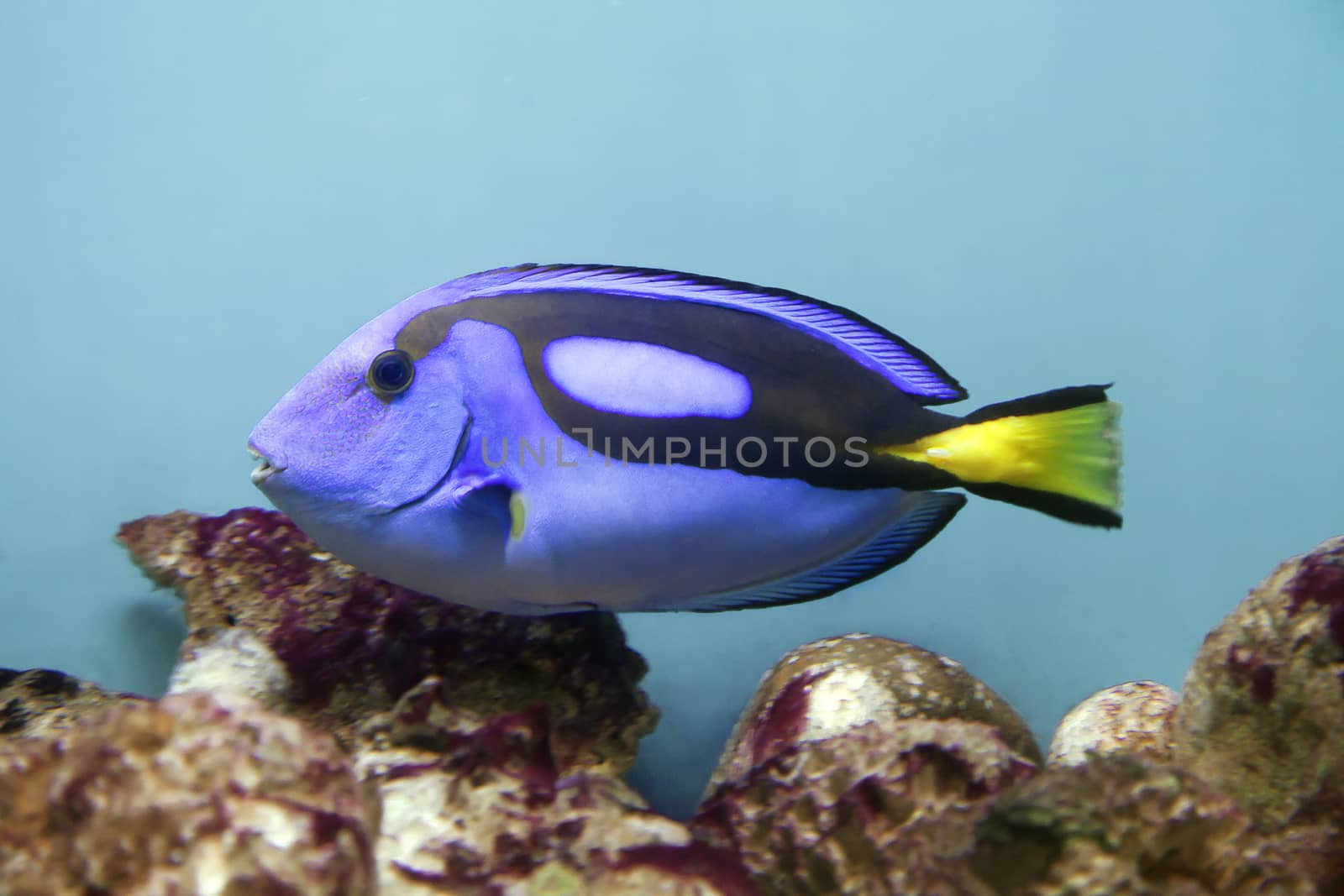 Blue surgeonfish - Paracanthurus hepatus - in an aquarium