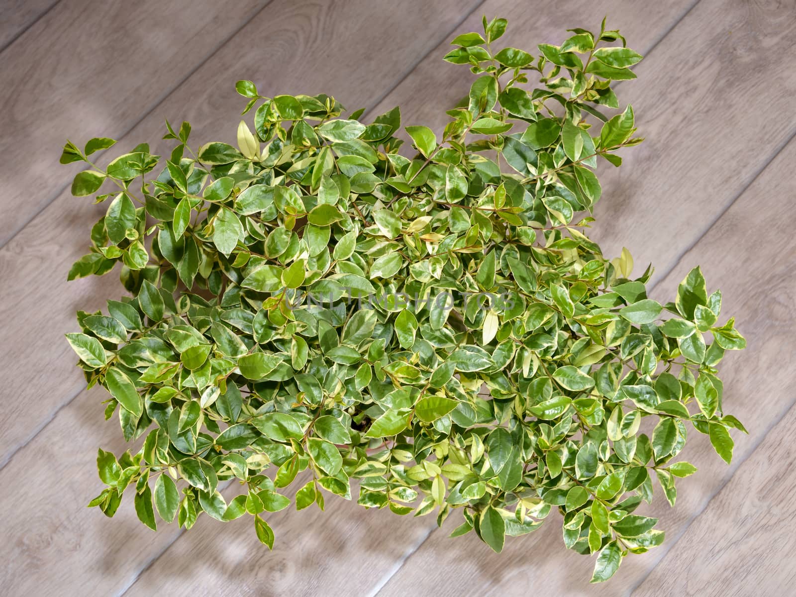 The crown of the mudm myrtle is pestrole, the view from above, against the floor in the line.