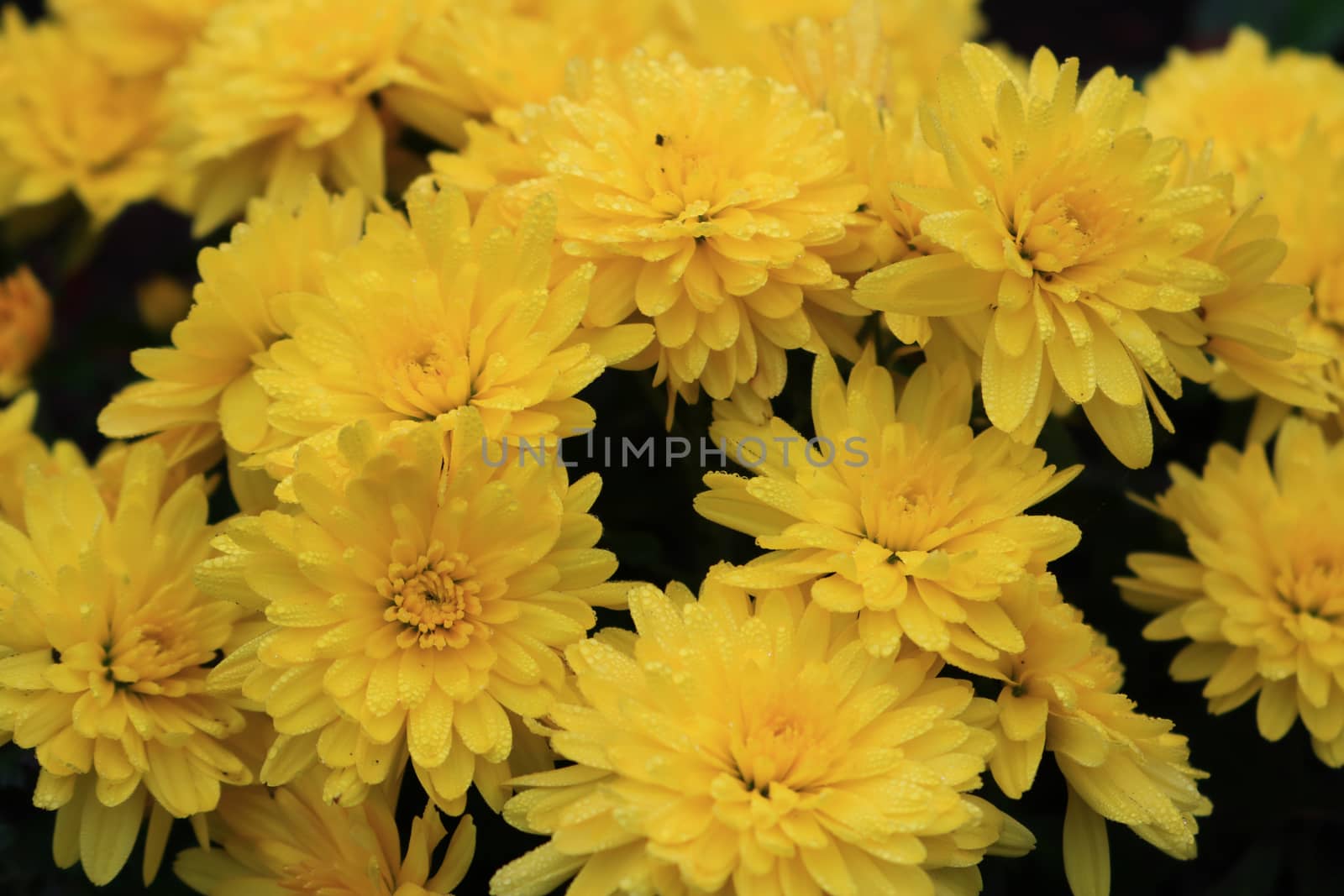 Group of chrysanthemum flower Blooming in garden,pattern of yellow chrysanthemum flower as a Floral background