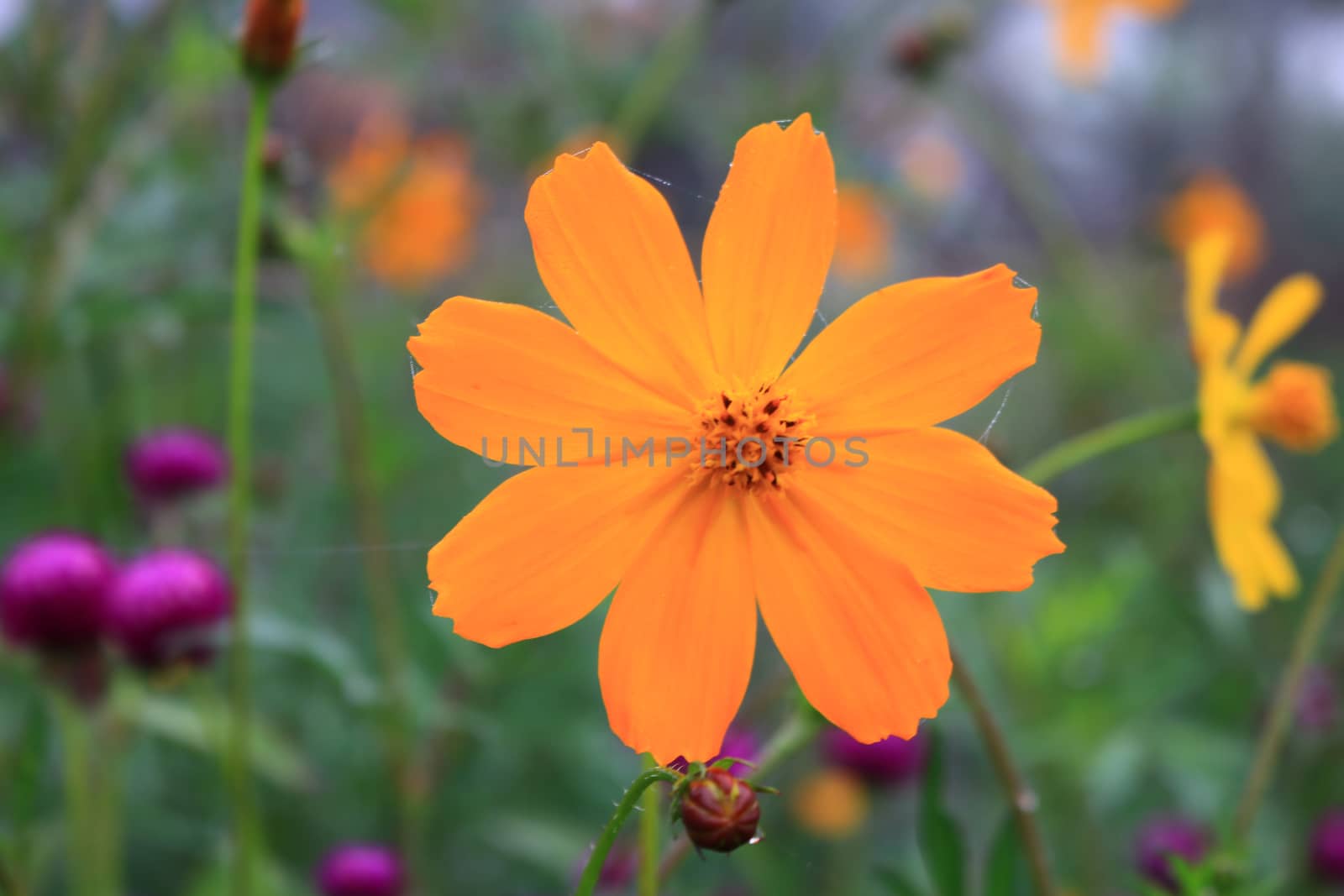 Beautiful blurry orange cosmos flower on nature background in garden,cosmos flower on blurry flower background