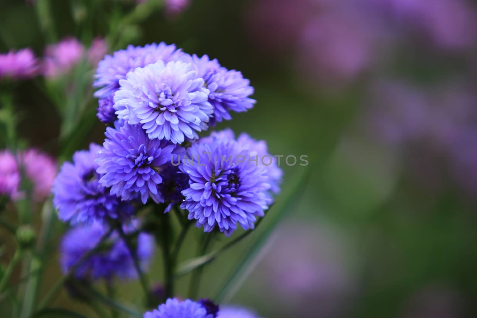 Beautiful blurry blue Chrysanthemum flower on nature background in garden,Chrysanthemum flower on blurry flower background