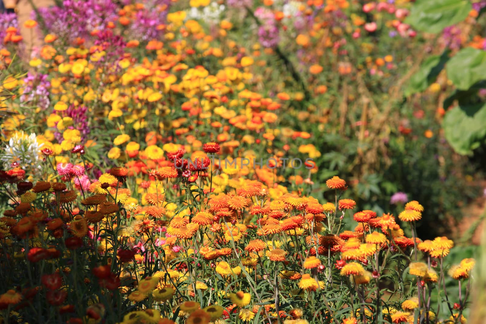 Colorful Cosmos Flower Garden Blooming,pink red yellow flower with leaf in garden