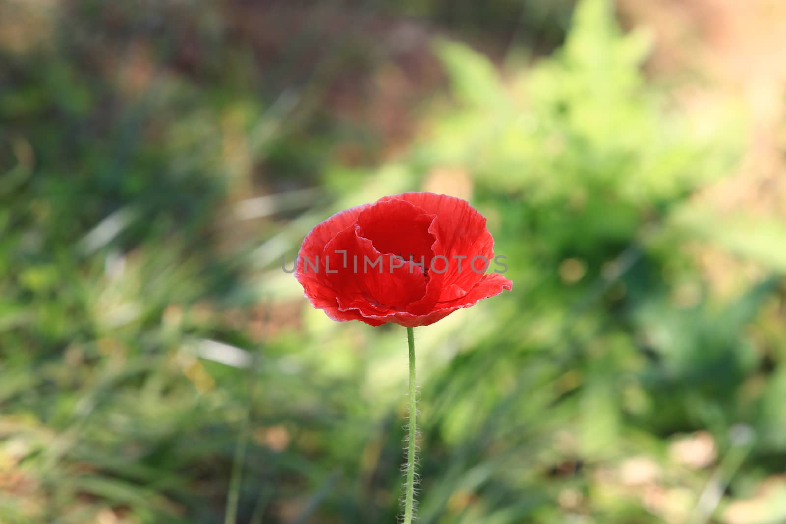 Close up beautiful red poppy flower on nature background in garden,Focus Single flower,Delicate beauty of poppy with soft sunlight