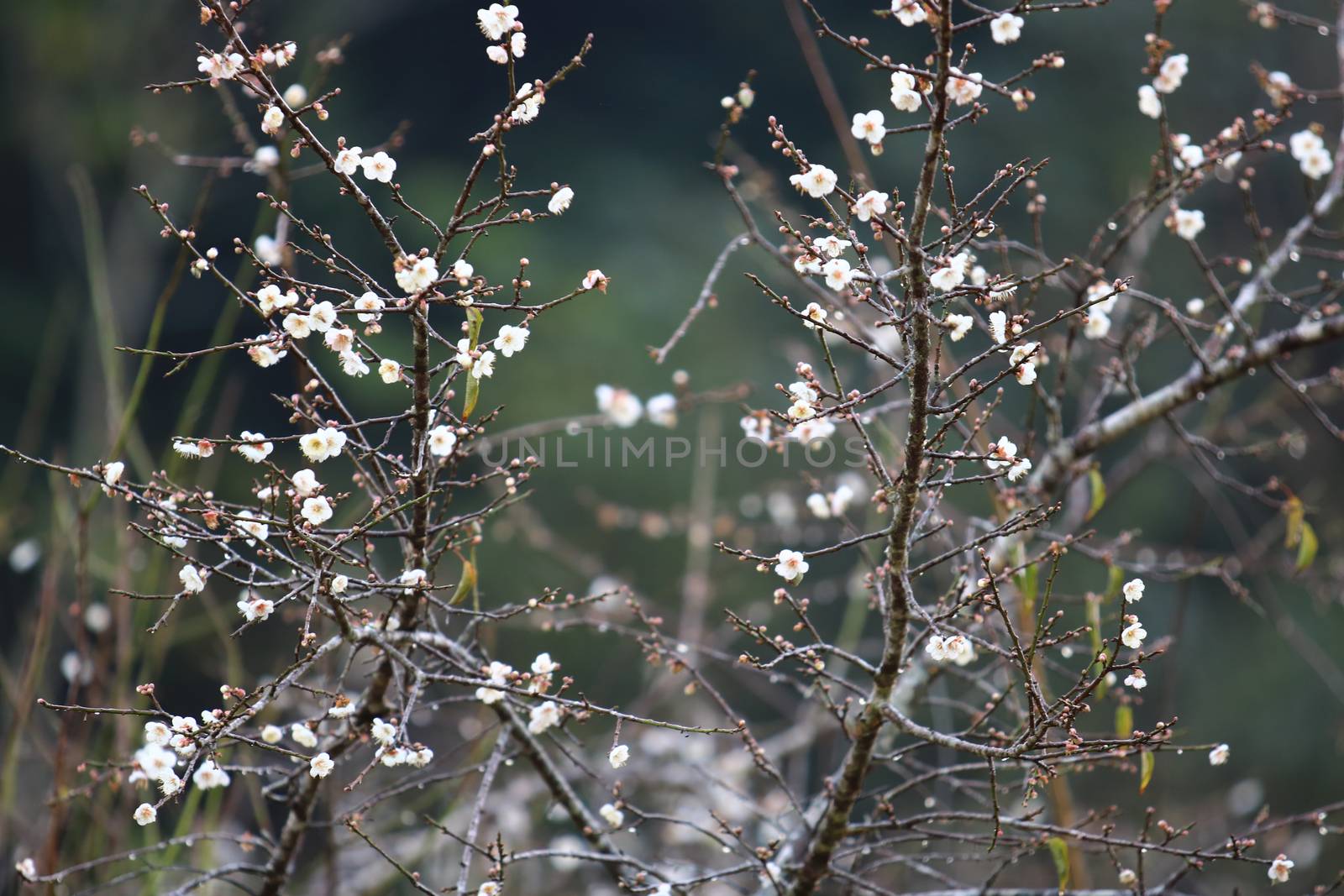 Cherry Blossom or Sakura flower on nature background in garden,Beautiful Cherry Blossom flower with branch and