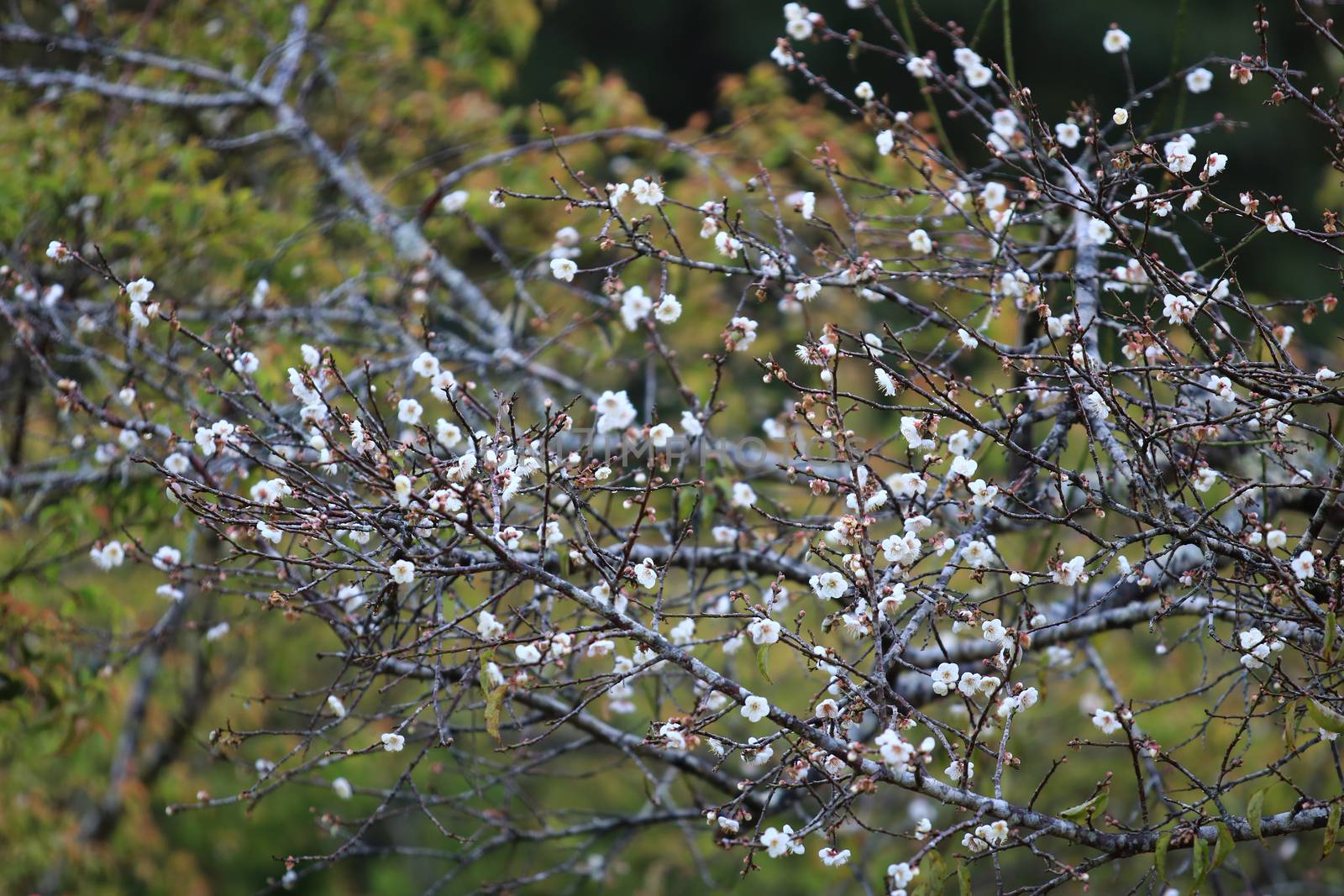 Cherry Blossom or Sakura flower on nature background in garden,Beautiful Cherry Blossom flower with branch and