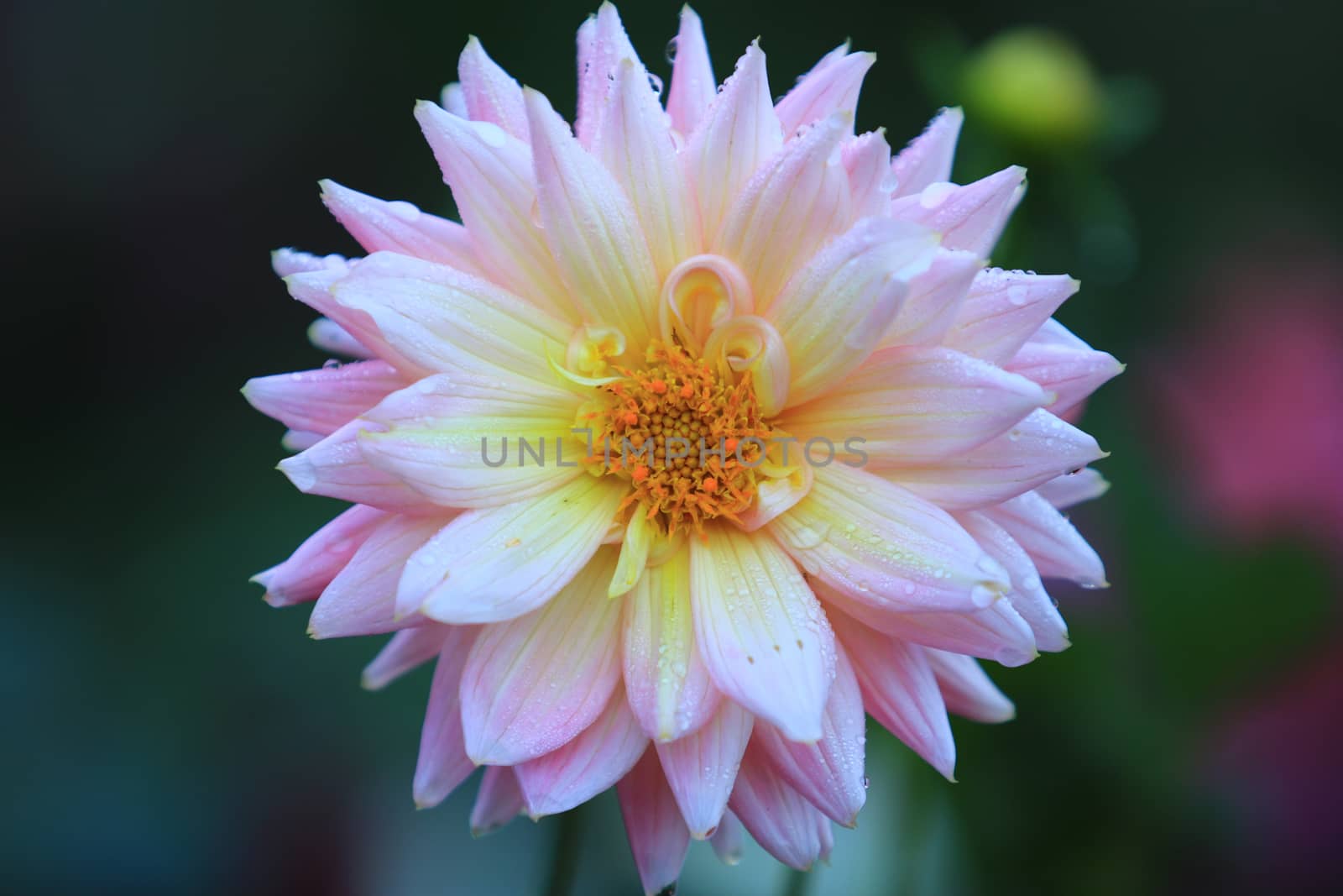 Close up beautiful pink yellow Dahlia flower with Dew on nature background in garden,Focus Single flower,Delicate beauty of close-up rose 