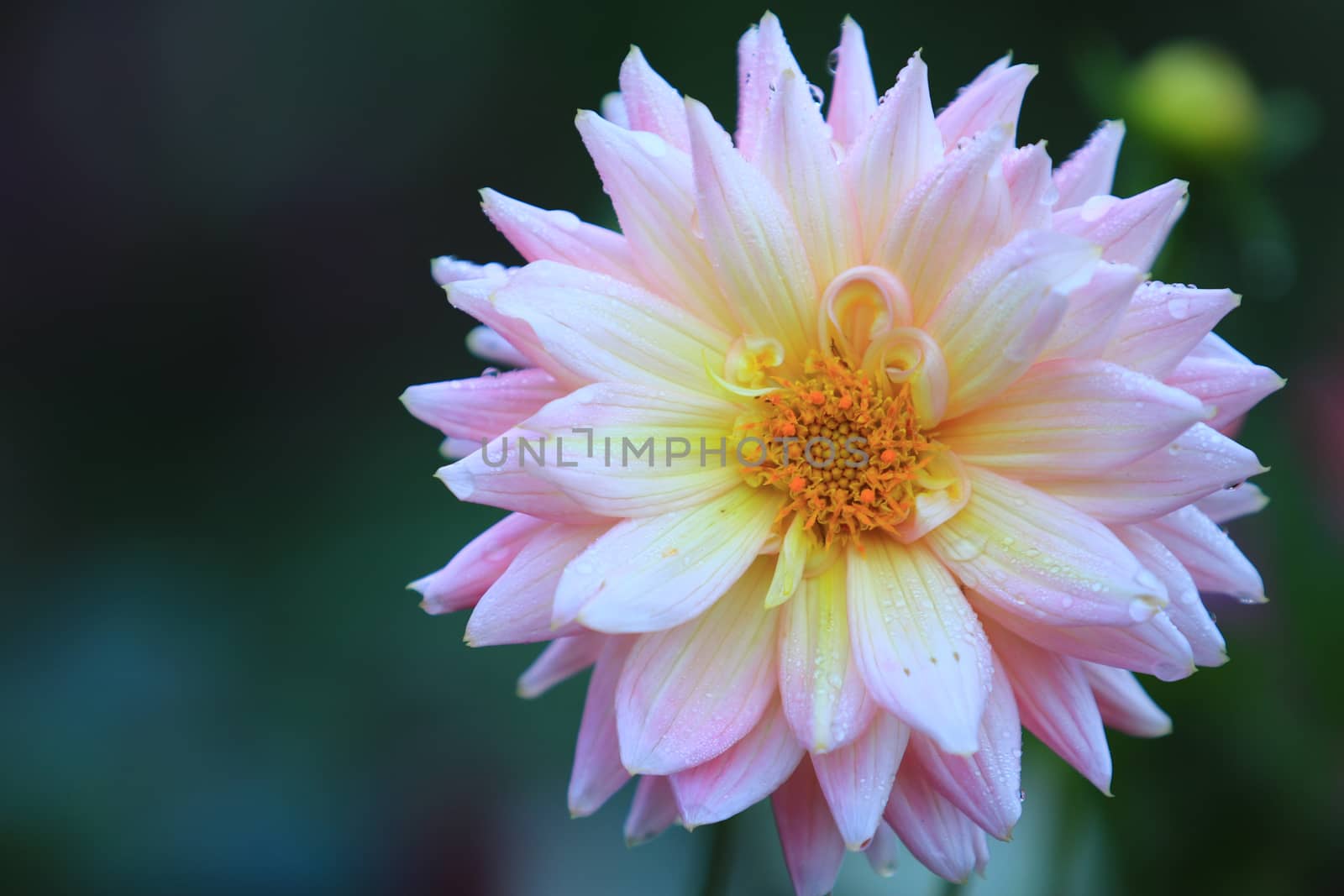 Close up beautiful pink yellow Dahlia flower with Dew on nature background in garden,Focus Single flower,Delicate beauty of close-up rose 