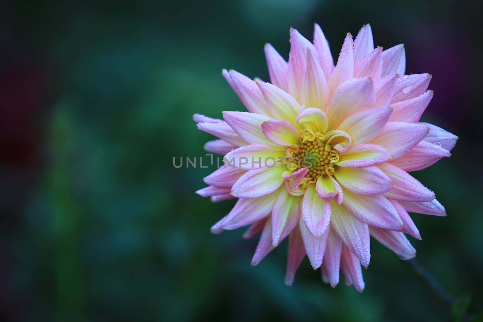 Close up beautiful pink yellow Dahlia flower with Dew on nature background in garden,Focus Single flower,Delicate beauty of close-up rose 