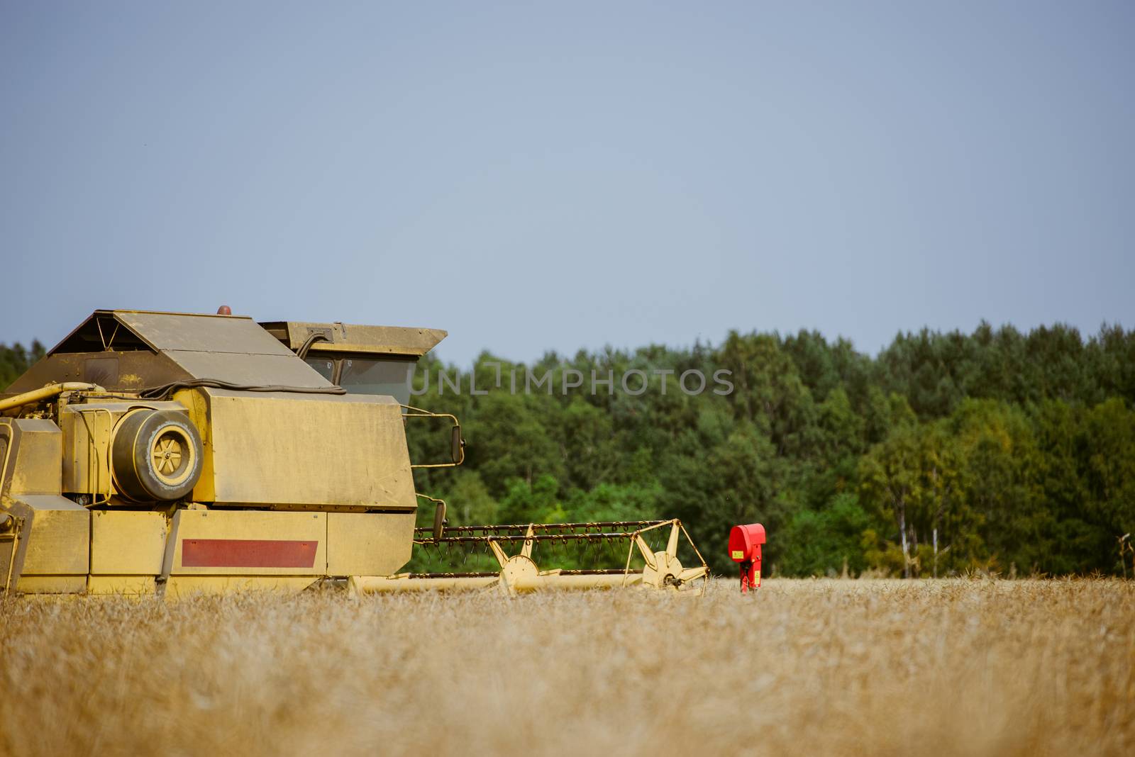 Combine harvesting the rape field at summer