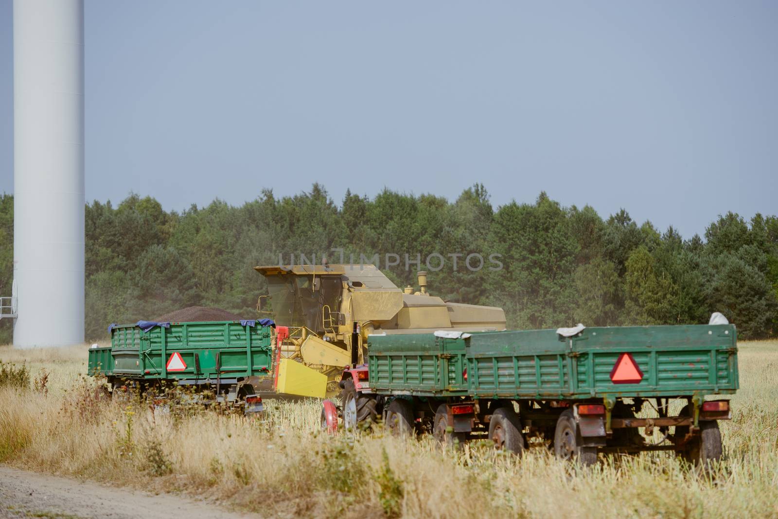 Combine harvesting the rape field at summer