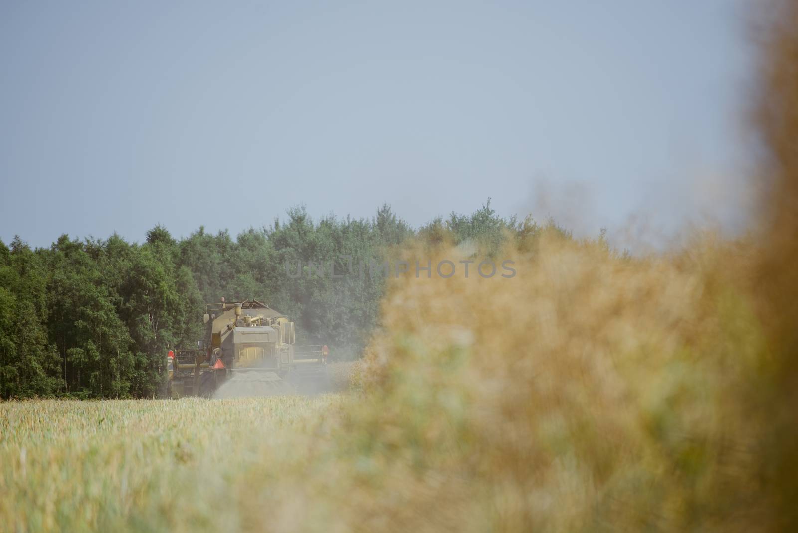 Combine harvesting the rape field at summer