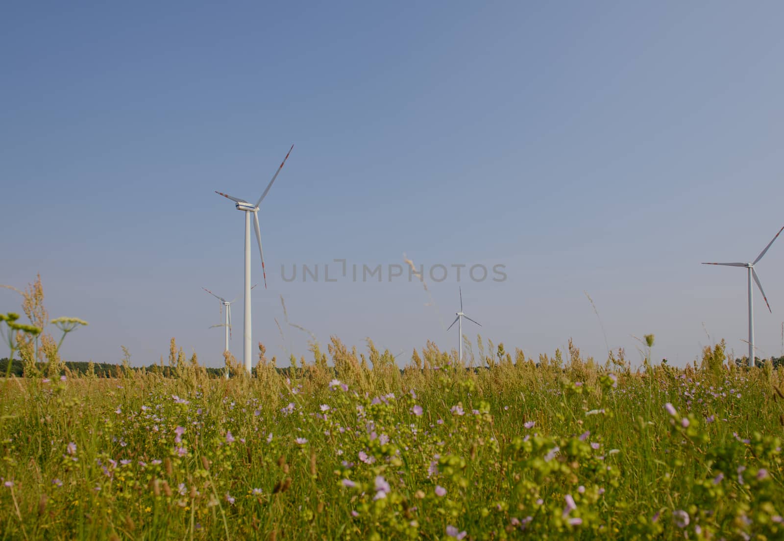wind trubine at sunny day with blue sky