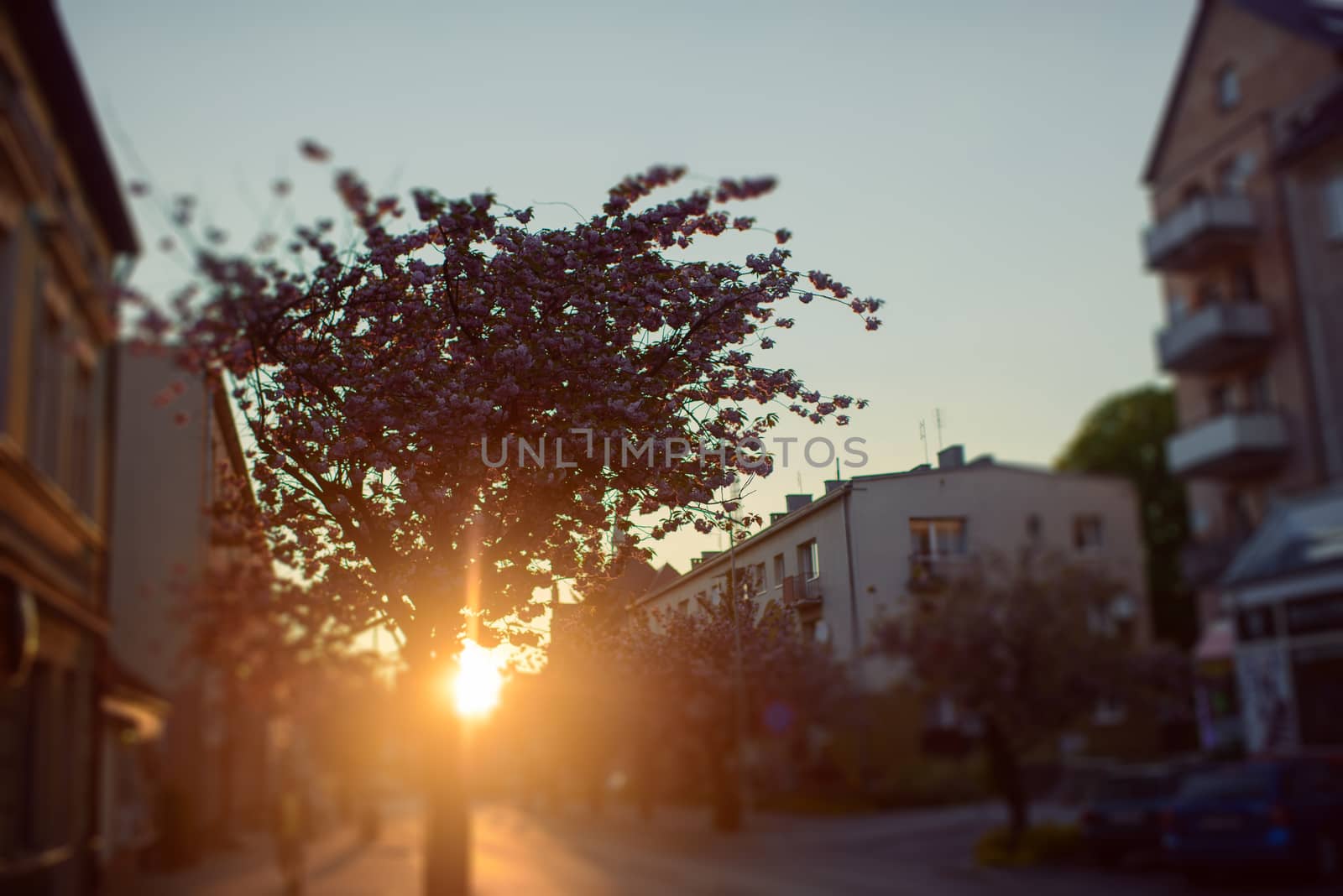 City street in early spring with pink cherry tree at dusk