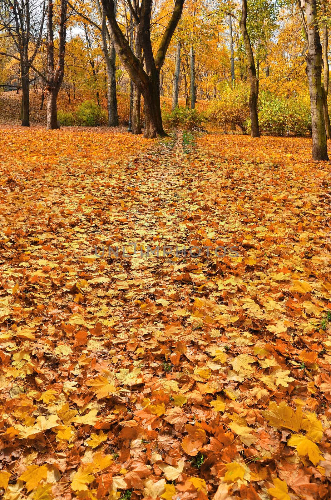 Golden autumn in the park. Falling down leafs. Central Europe. 