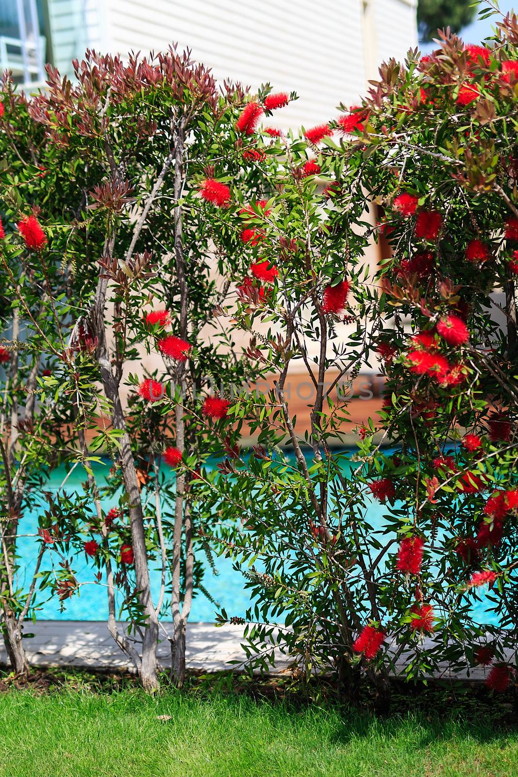 red flowers on tall bushes with green leaves, hotel grounds with swimming pool and trees, summer, day by dikkens