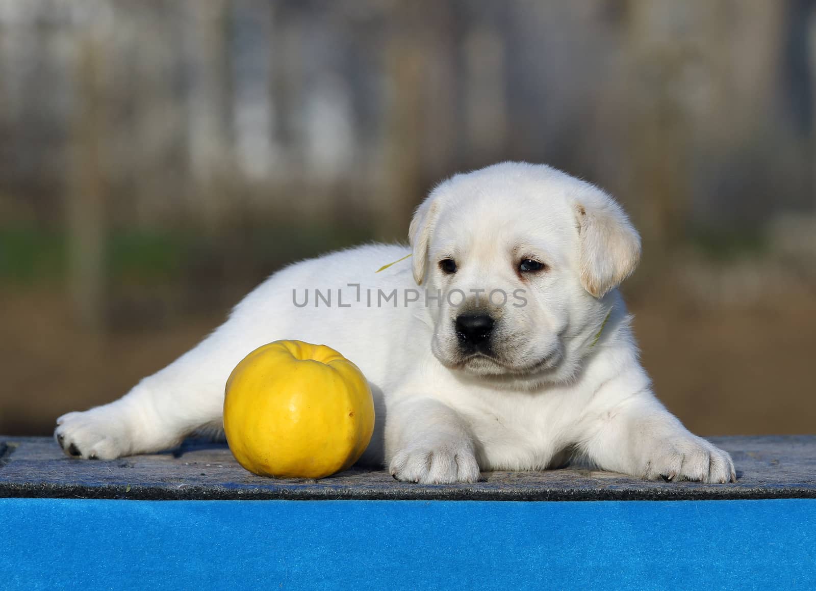 a little labrador puppy on a blue background