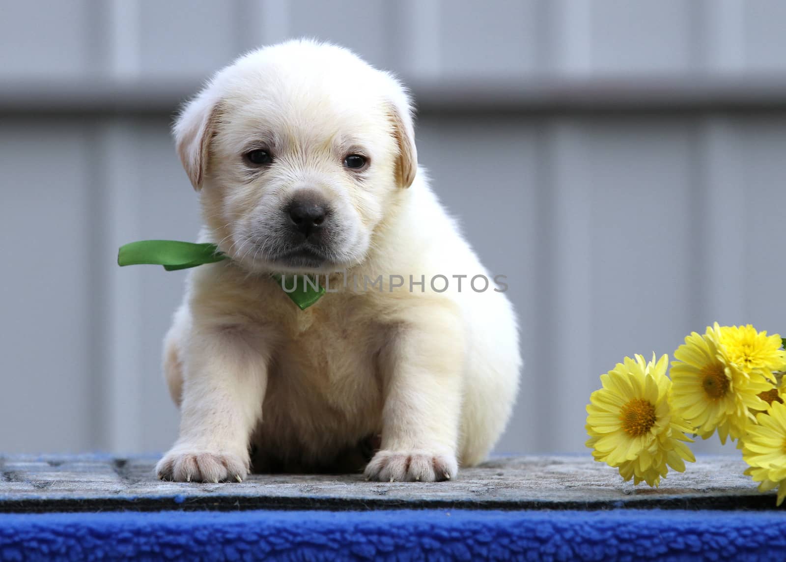 a nice cute little labrador puppy on a blue background