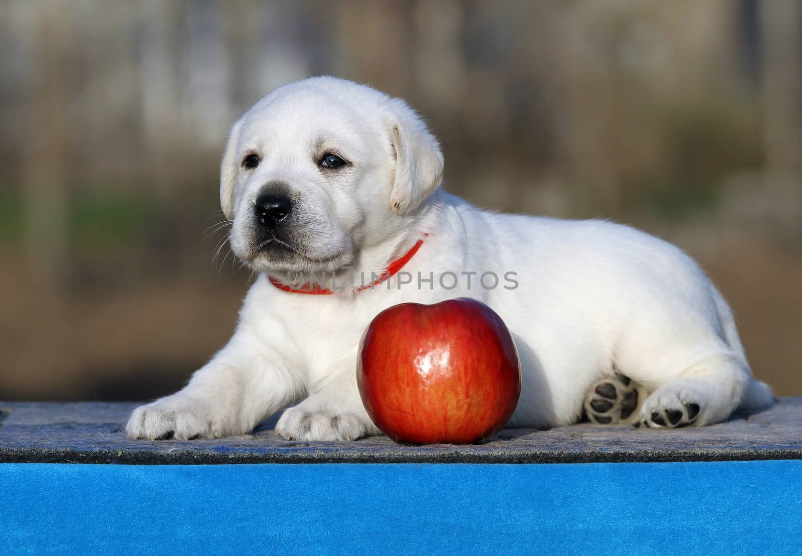 a little labrador puppy on a blue background