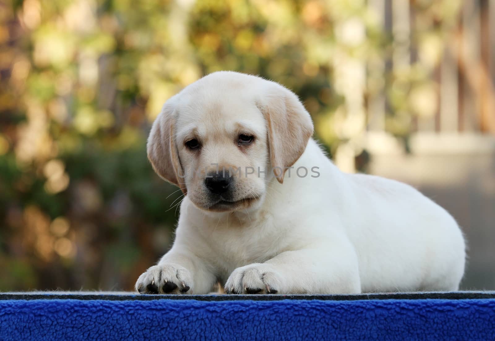 a sweet nice little labrador puppy on a blue background