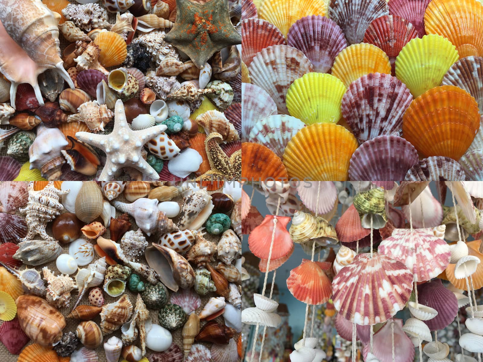 Set of Background of various sea shells. Texture of nature shells top view. Group of close-up exotic seashells.