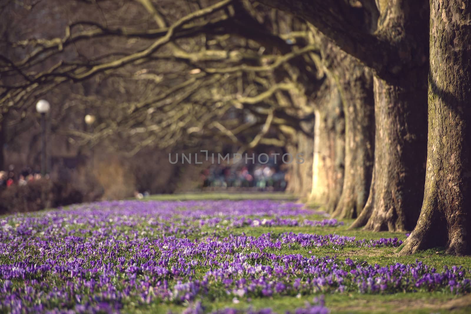 Purple crocus flowers meadow scene. Crocus meadow flowers. Purple crocus flowers. Purple crocus flower meadow. Avenue of plane tree. Jasne Blonia Square in Szczecin