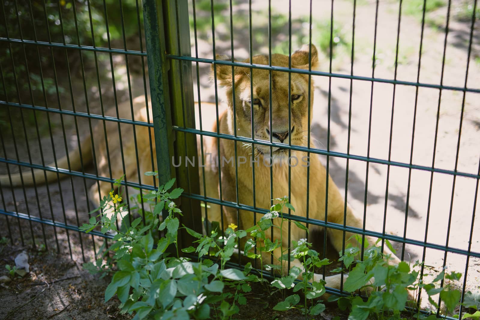 Female lion walking in the green forest looking for food