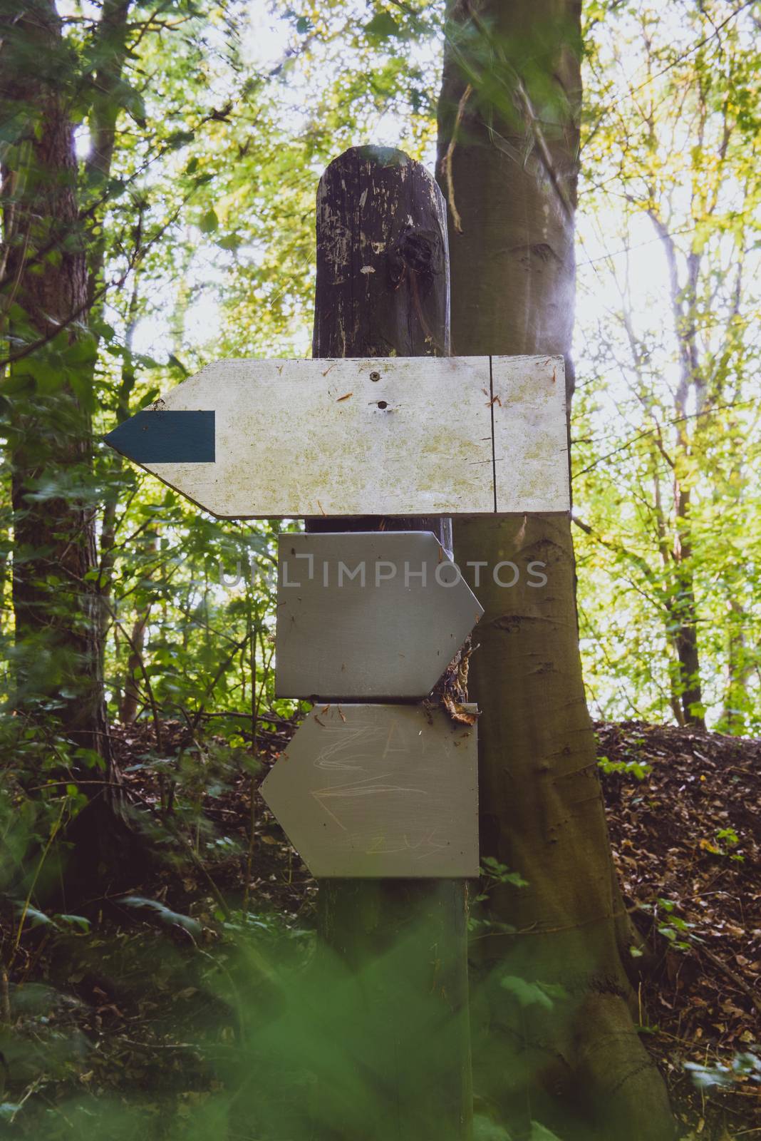 information boards in the forest. copy space. summer time.