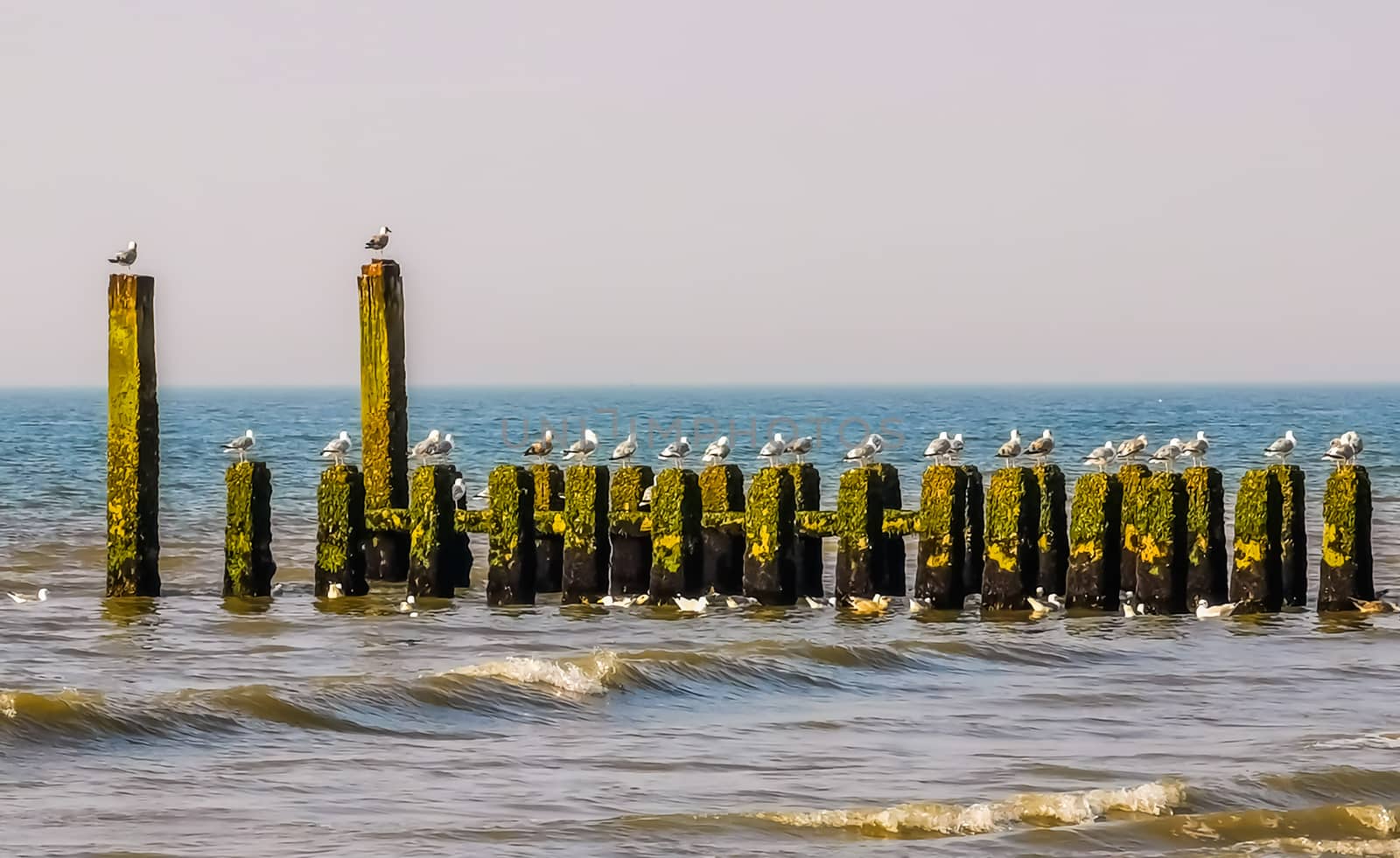 wave breaker poles in the ocean with many seagulls, beach of Domburg, Zeeland, The Netherlands