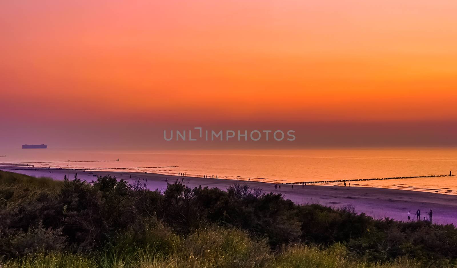 The dunes of domburg with view on the beach during sunset, Zeeland, The netherlands