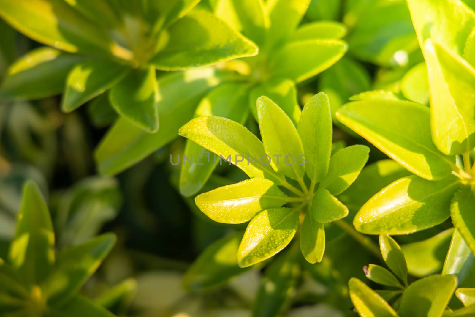 Close Up green leaf under sunlight in the garden. Natural background with copy space.