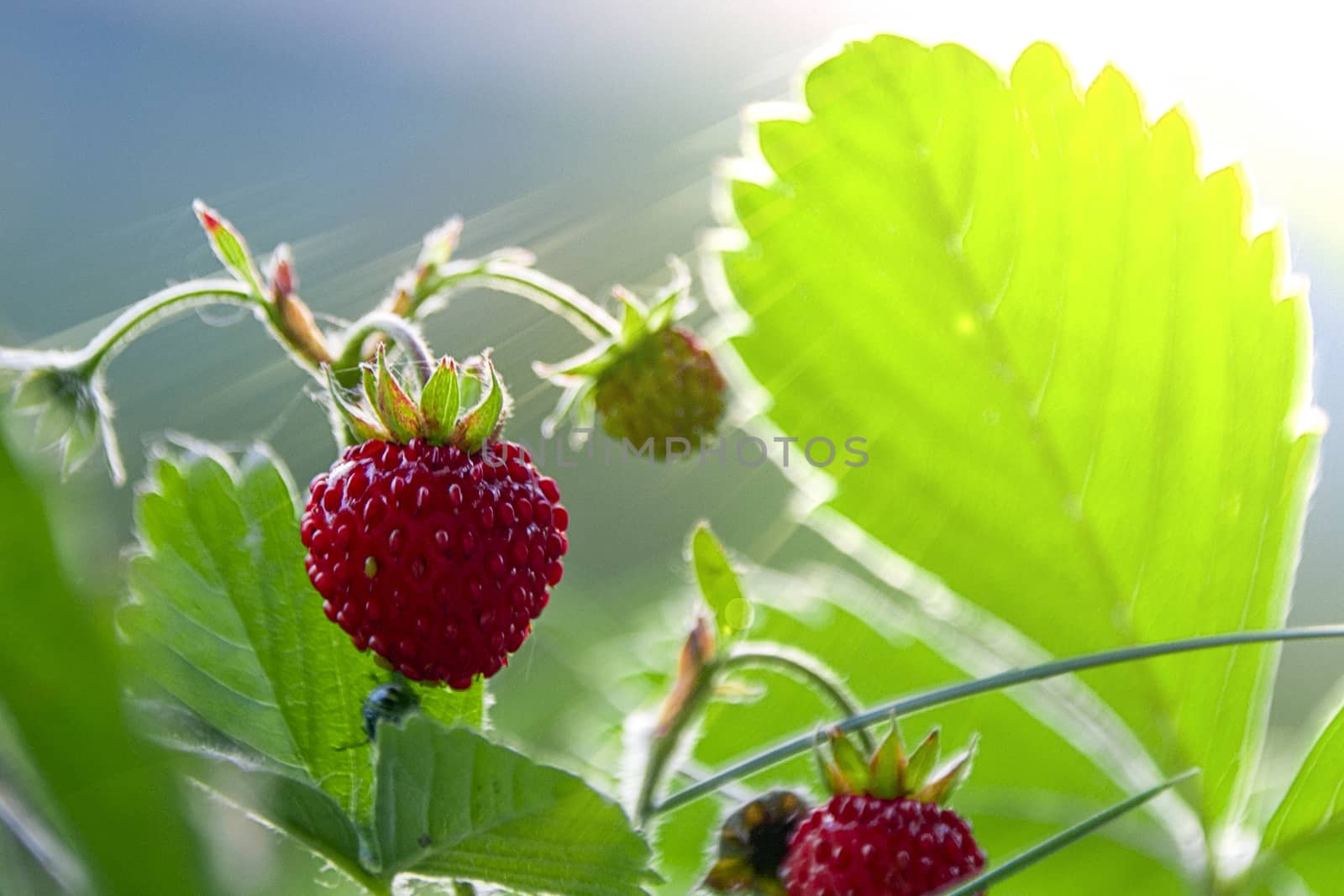 fragaria vesca strawberry wild berry wild strawberry grows berries macro forest berries nature summer in the glare of light