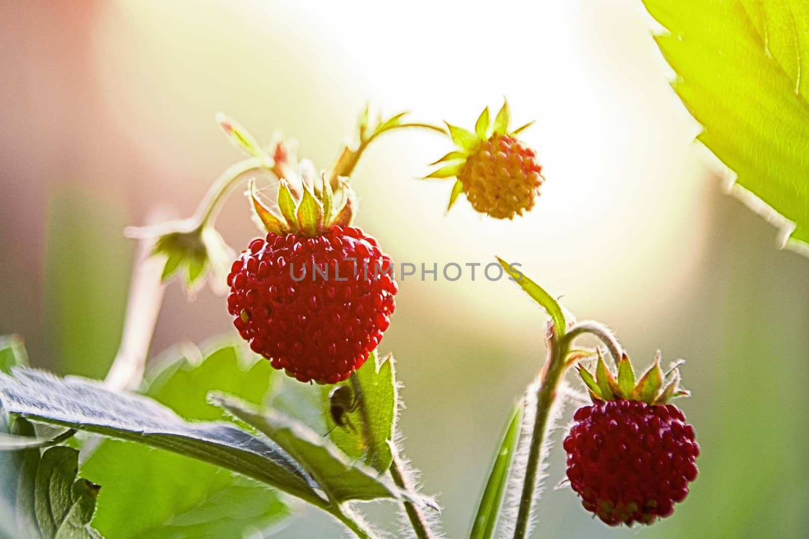 fragaria vesca strawberry wild berry wild strawberry grows berries macro forest berries nature summer  in the glare of light