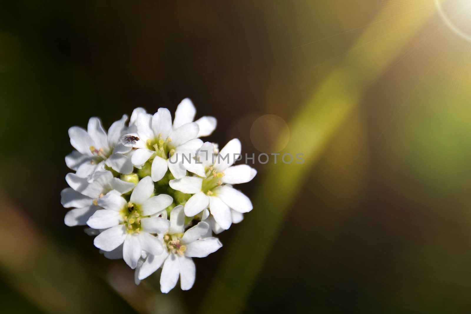 hoary alyssum flower berteroa incana prairie  in the glare of light