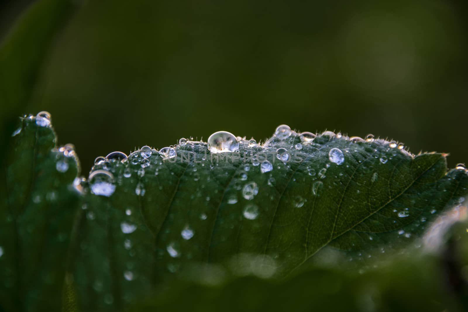 a ray of light glistens in drops of water on the leaves of wild strawberries at sunset macro