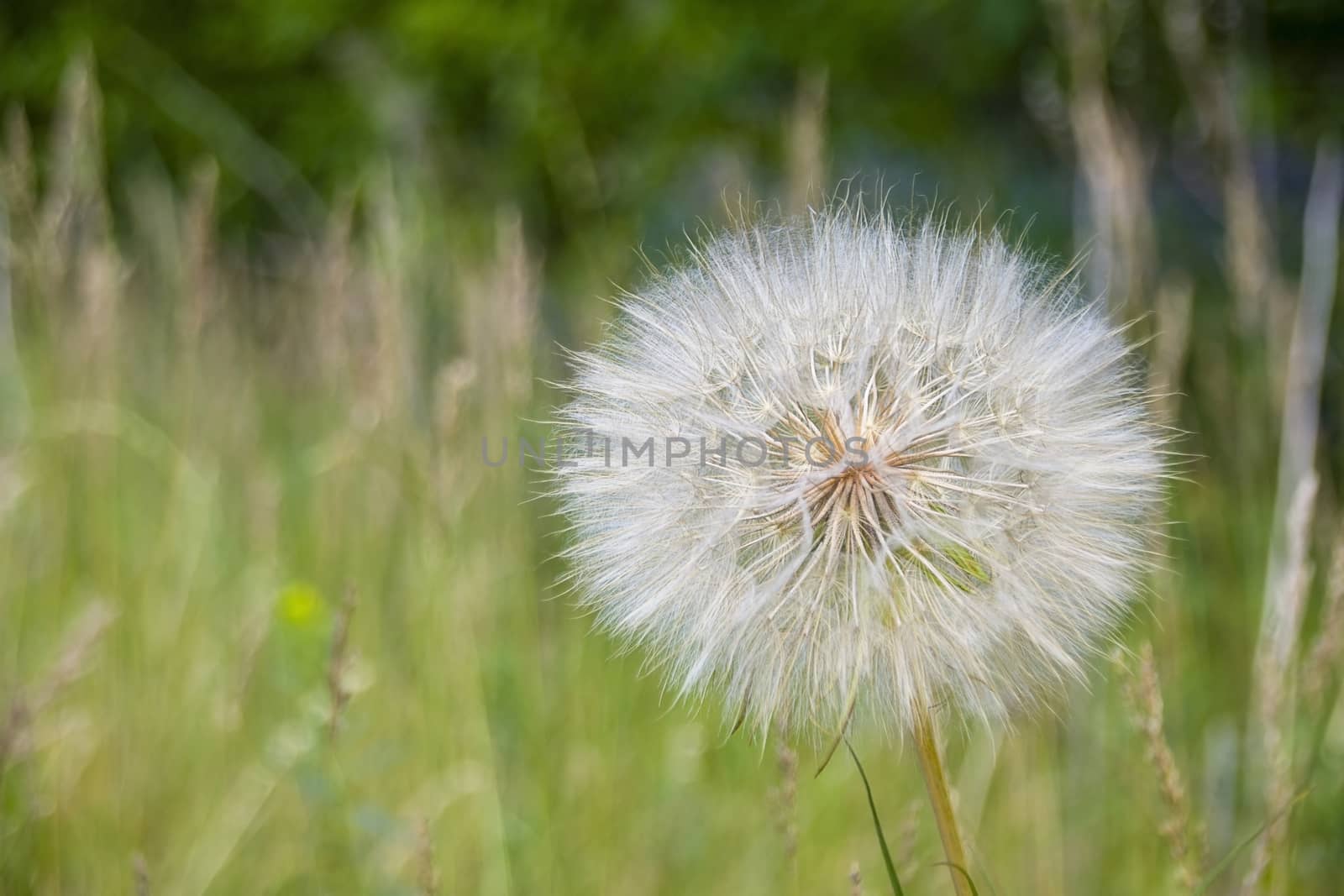 the big dandelion plant on the grass