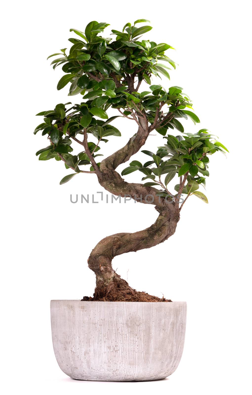 Bonsai tree potted plant by michaklootwijk