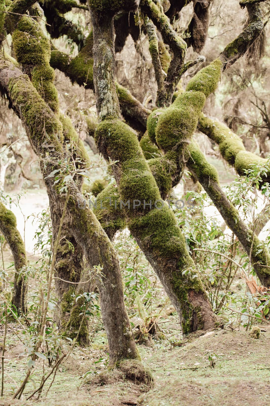 Harenna Forest mystical landscape, Bale Mountains. last remaining natural forests in the country. Oromia Region, Ethiopia wilderness