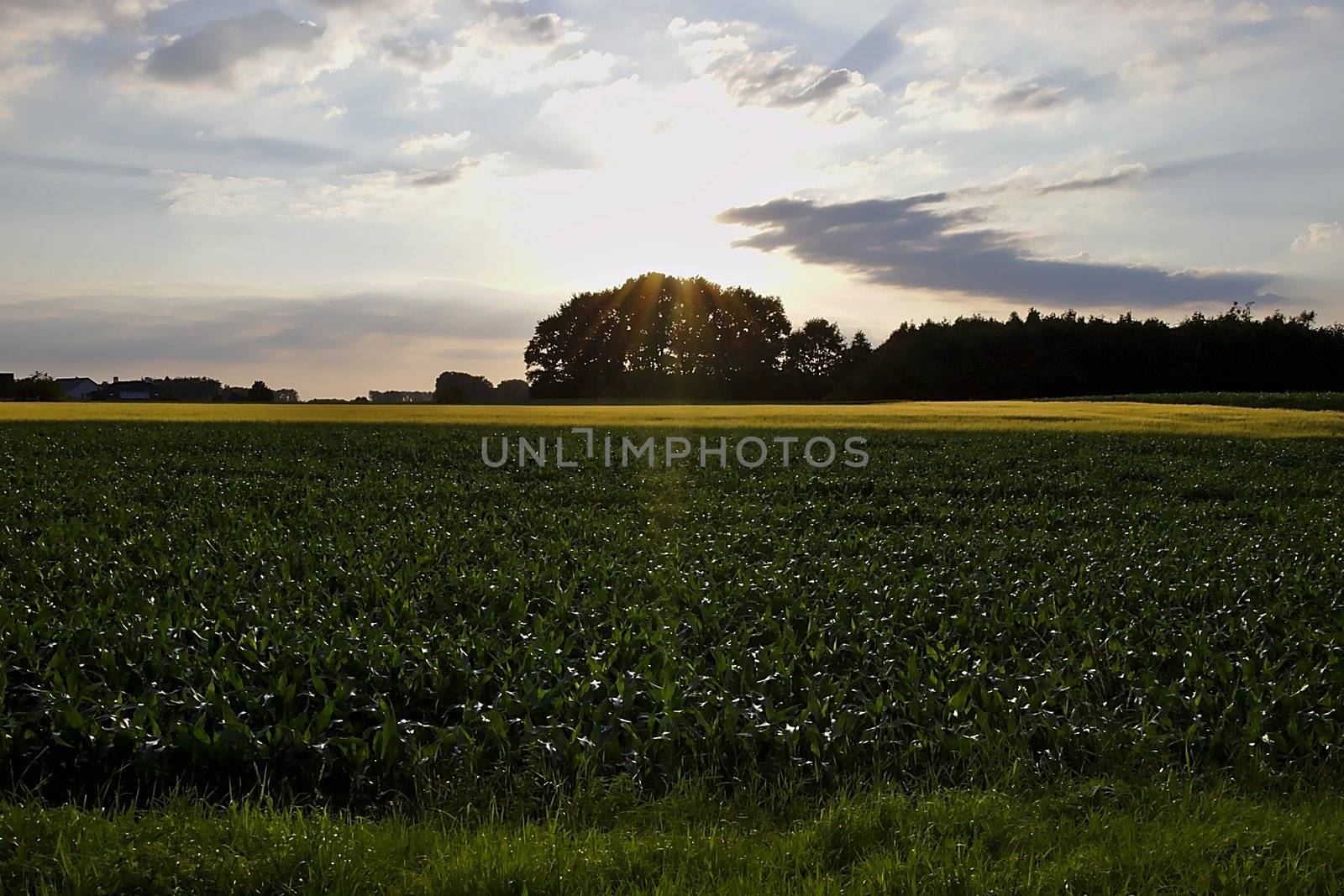 Scenery outside of Roermond, Netherlands where the farmers have fields to grow their crop. Shot in the summer of 2019.