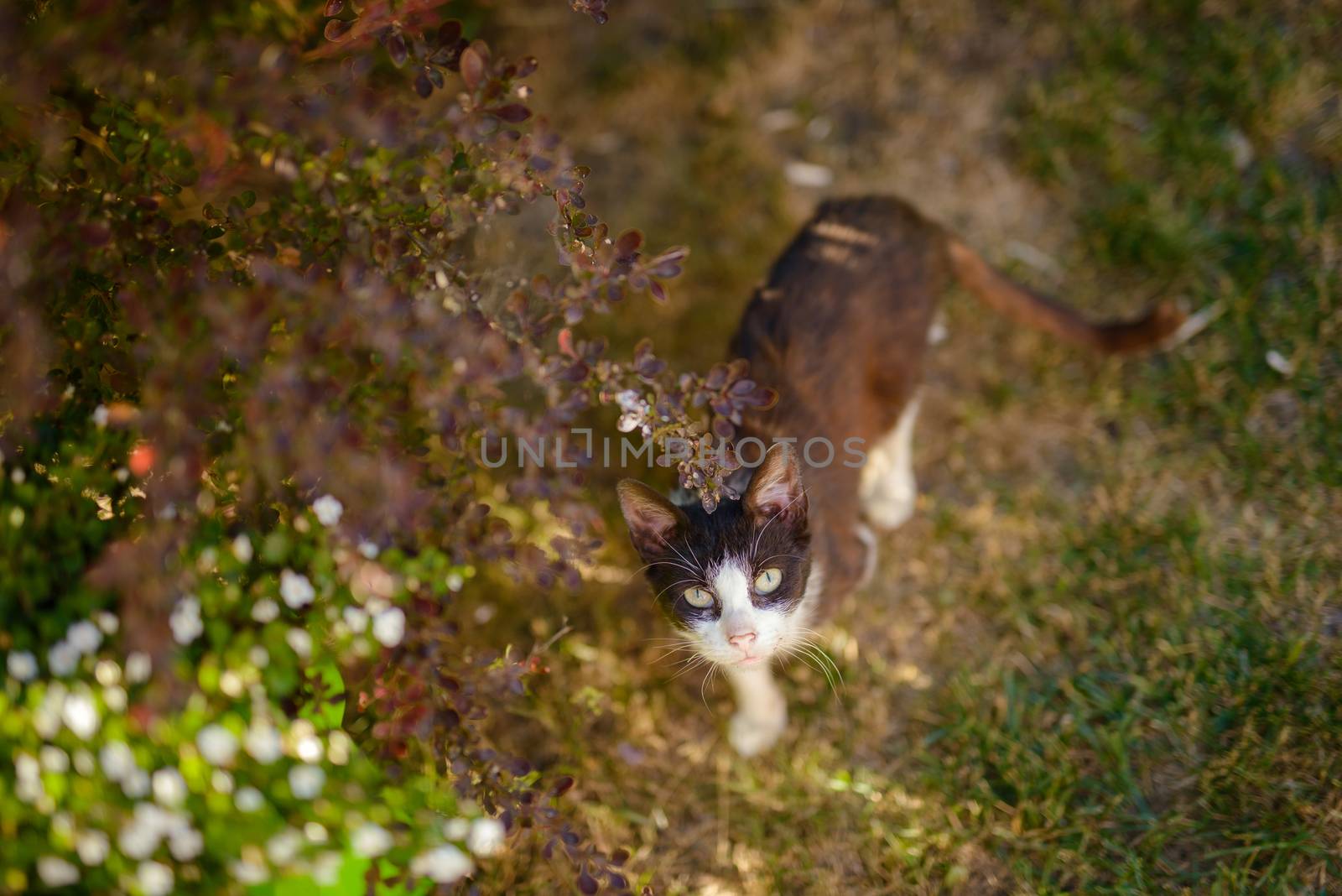 Portrait of domestic cat outdoor. Spring or summer time