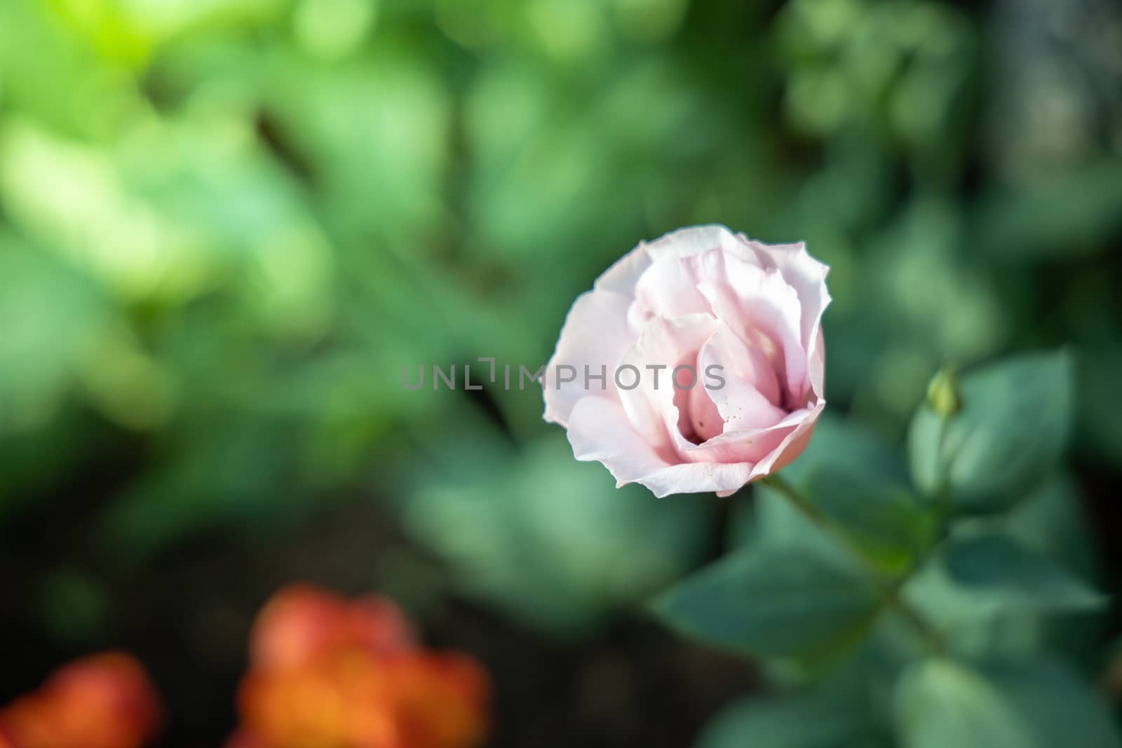 The background image of the colorful flowers, background nature