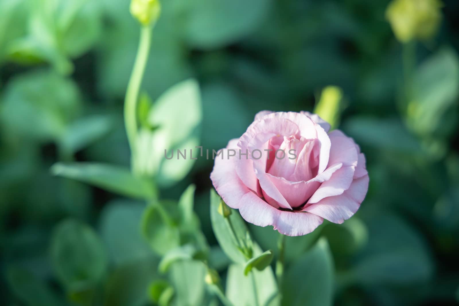 The background image of the colorful flowers, background nature