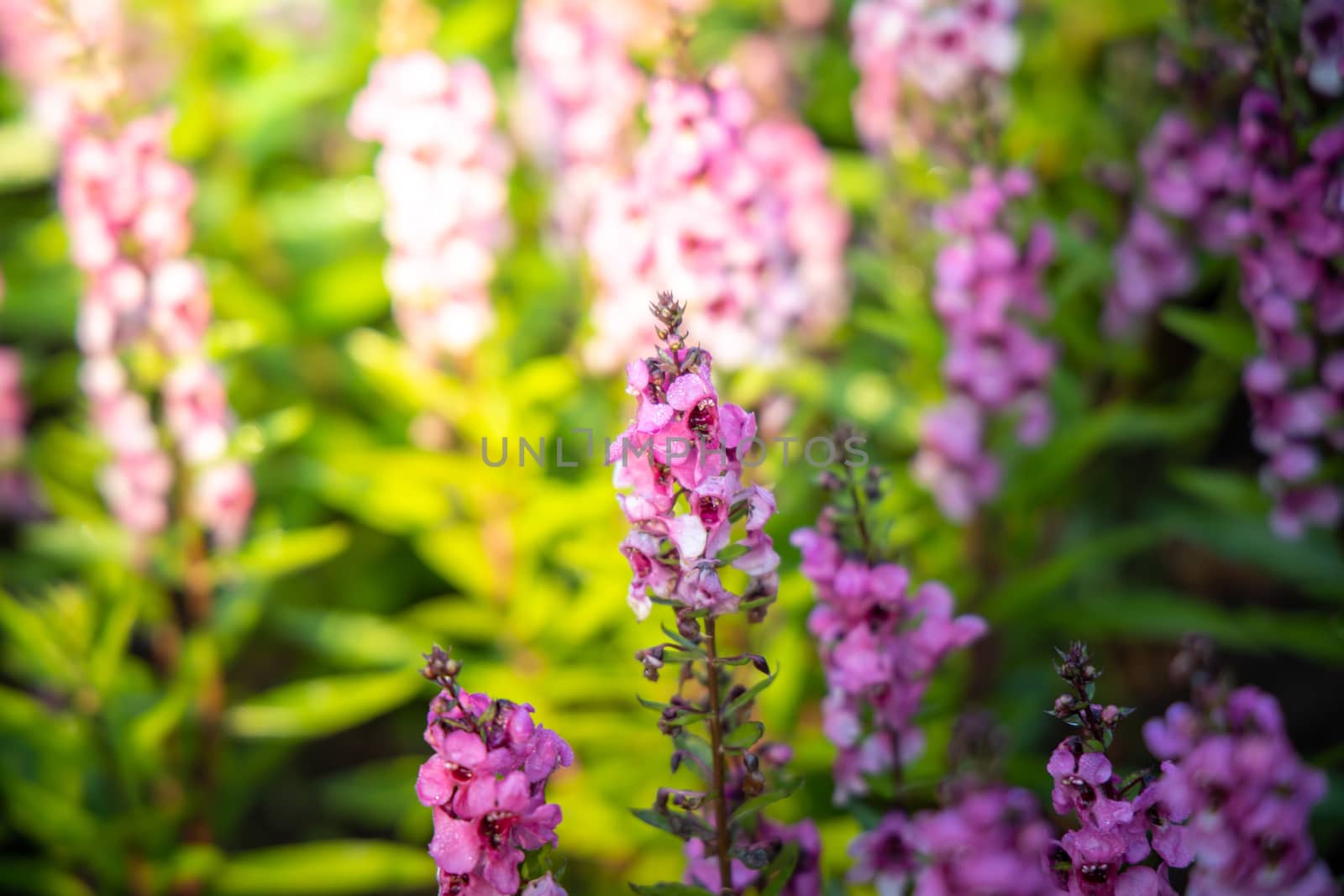 The background image of the colorful flowers, background nature