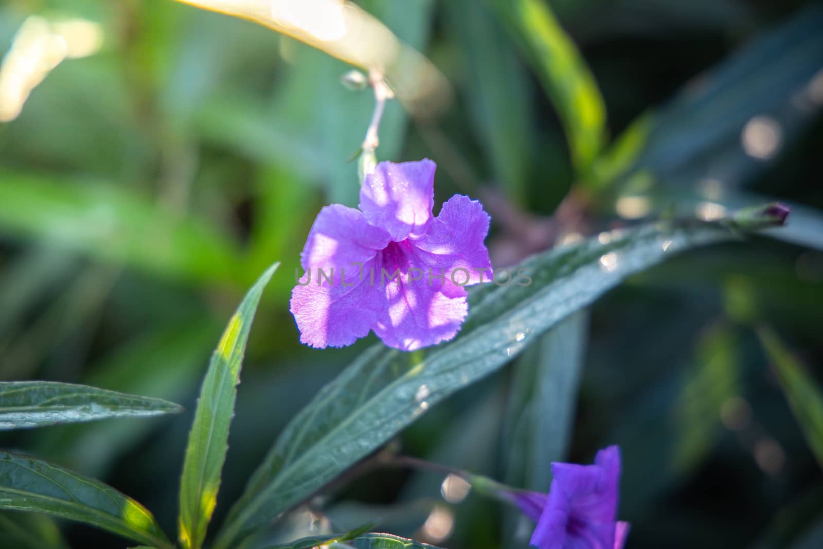 The background image of the colorful flowers, background nature