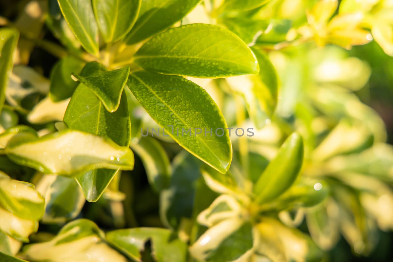 Close Up green leaf under sunlight in the garden. Natural background with copy space.