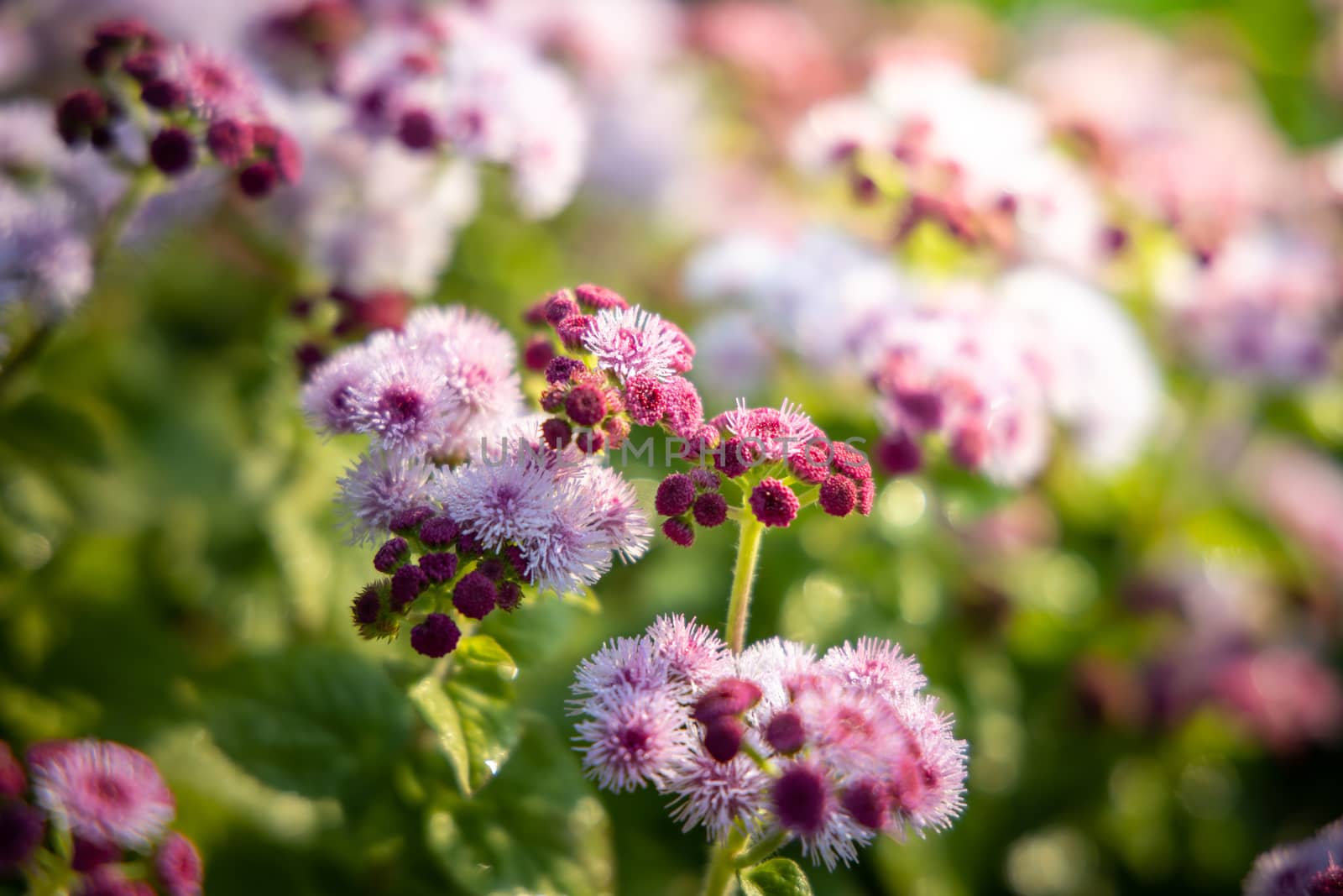 The background image of the colorful flowers, background nature